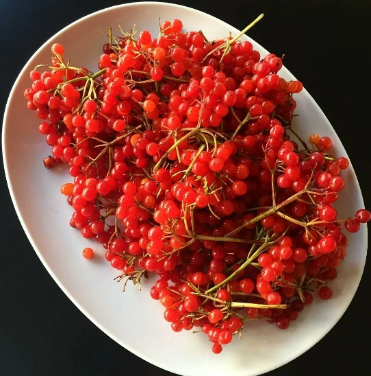 Gilaburu Kedi Köpek İdrar Yolları Koruyucu Urinary Uriner 20 Tablet