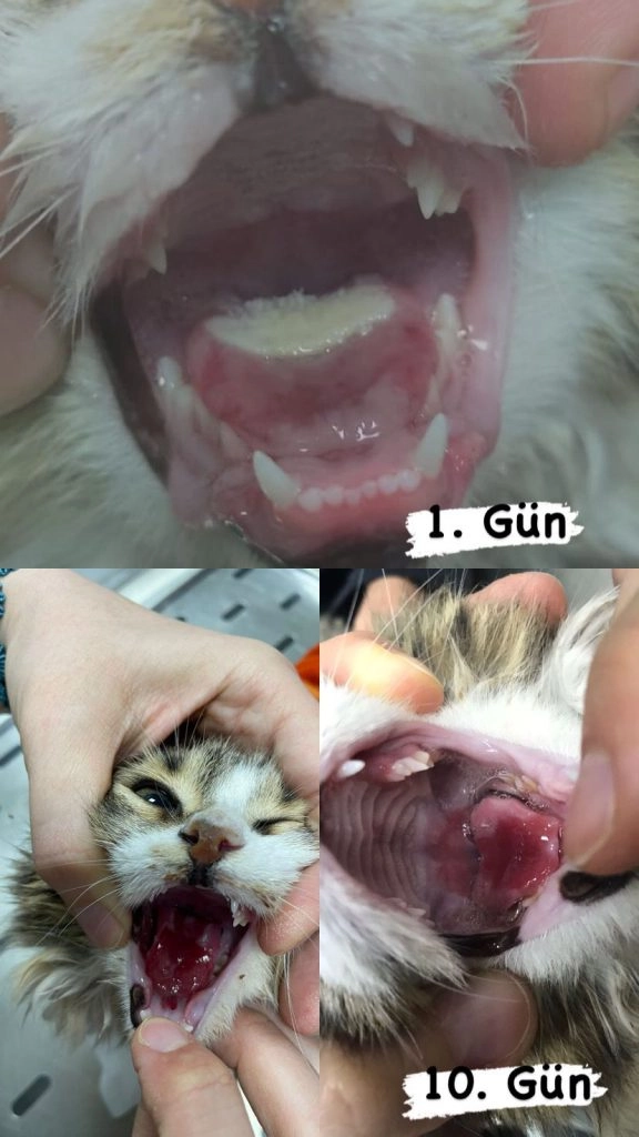 YNC ORAL CURE Ağız ve Diş Bakım Spreyi 30 Ml